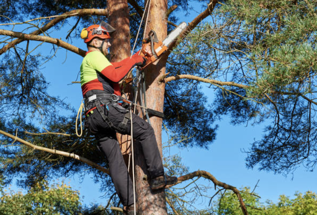 tree trimming Milford mi