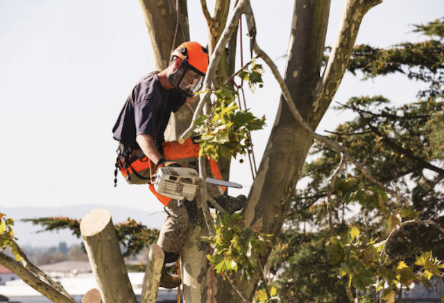 tree removal oakland