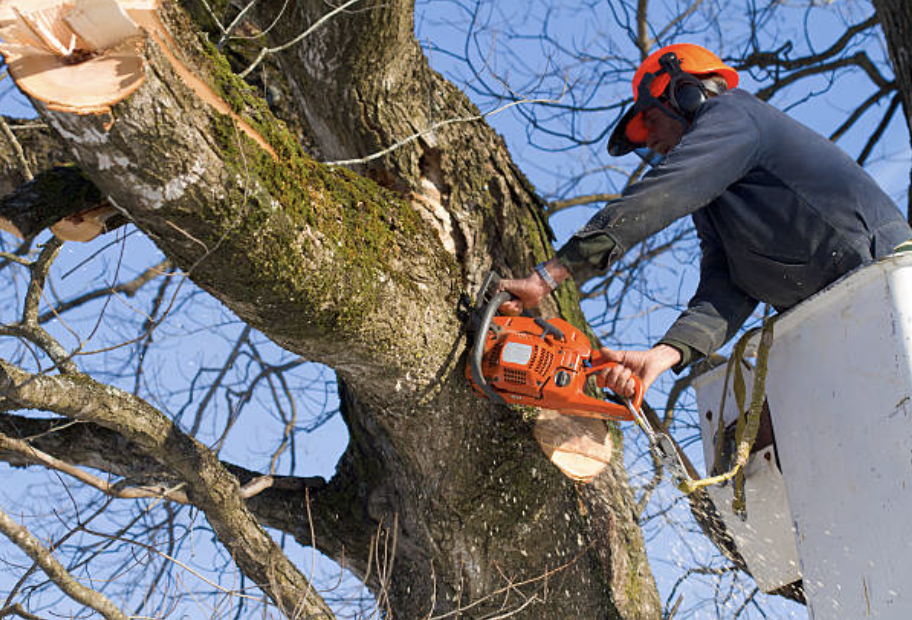 tree trimming oakland mi