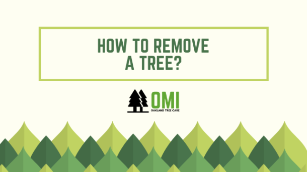 process for cutting down a tree