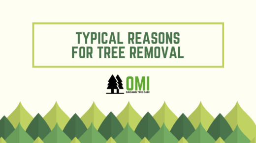 reasons for tree removal