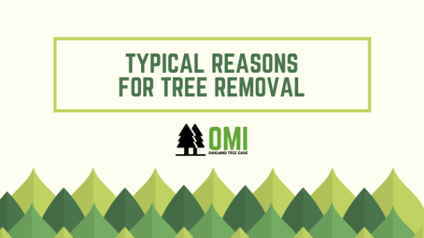 reasons for tree removal